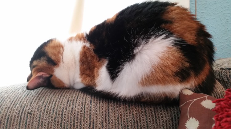 Tatiana the cat sleeping with face in sofa like she passed out.